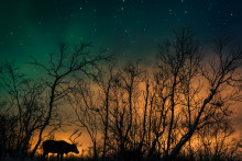 Foto: Skandinavien/Jolanda Linschooten