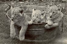 Foto: Aquazoo Löbbecke Museum