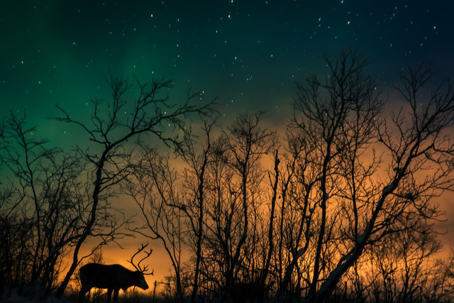 Foto: Skandinavien/Jolanda Linschooten