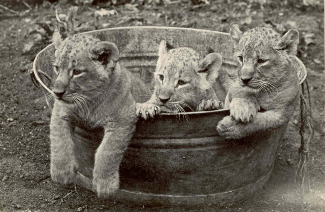 Foto: Aquazoo Löbbecke Museum